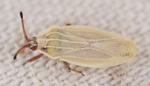 Réf. 185 646 : Tingis auriculata